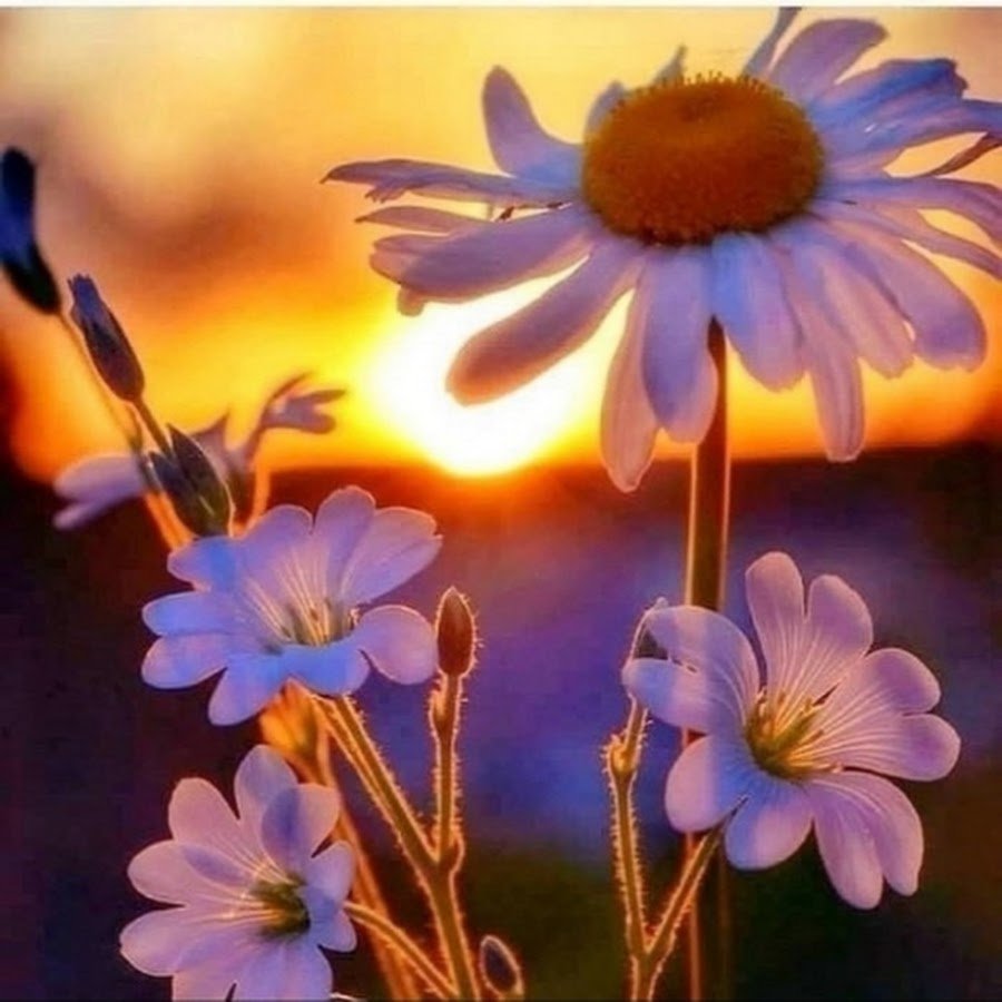 Солнечный день цитаты