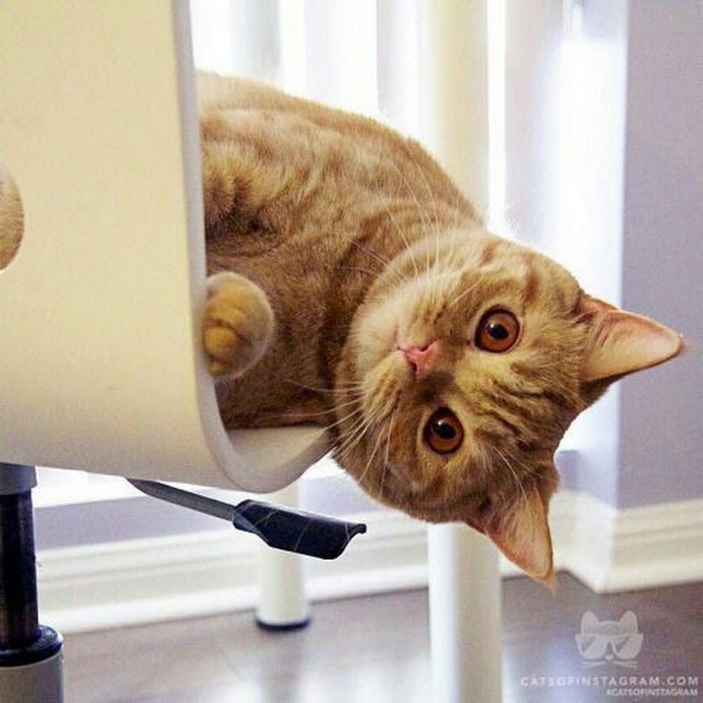 Воскресный котик