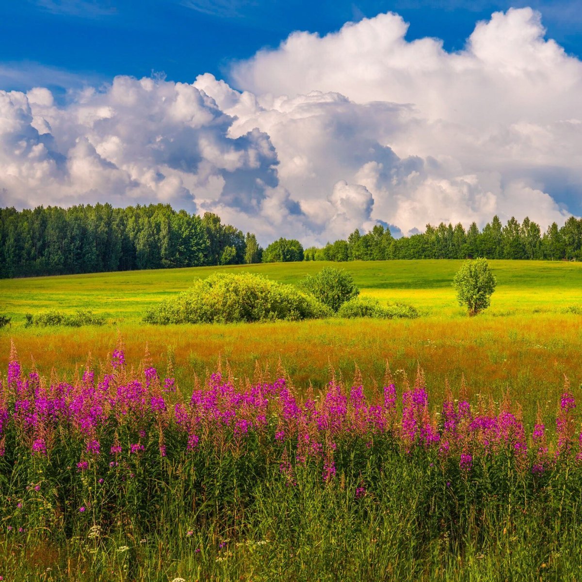 Пейзаж лето