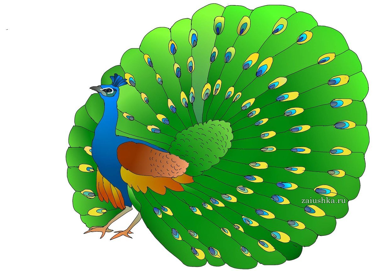 Буква п Павлин