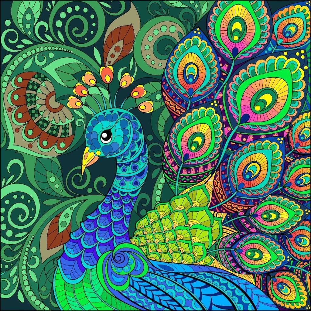 Павлин на белом фоне