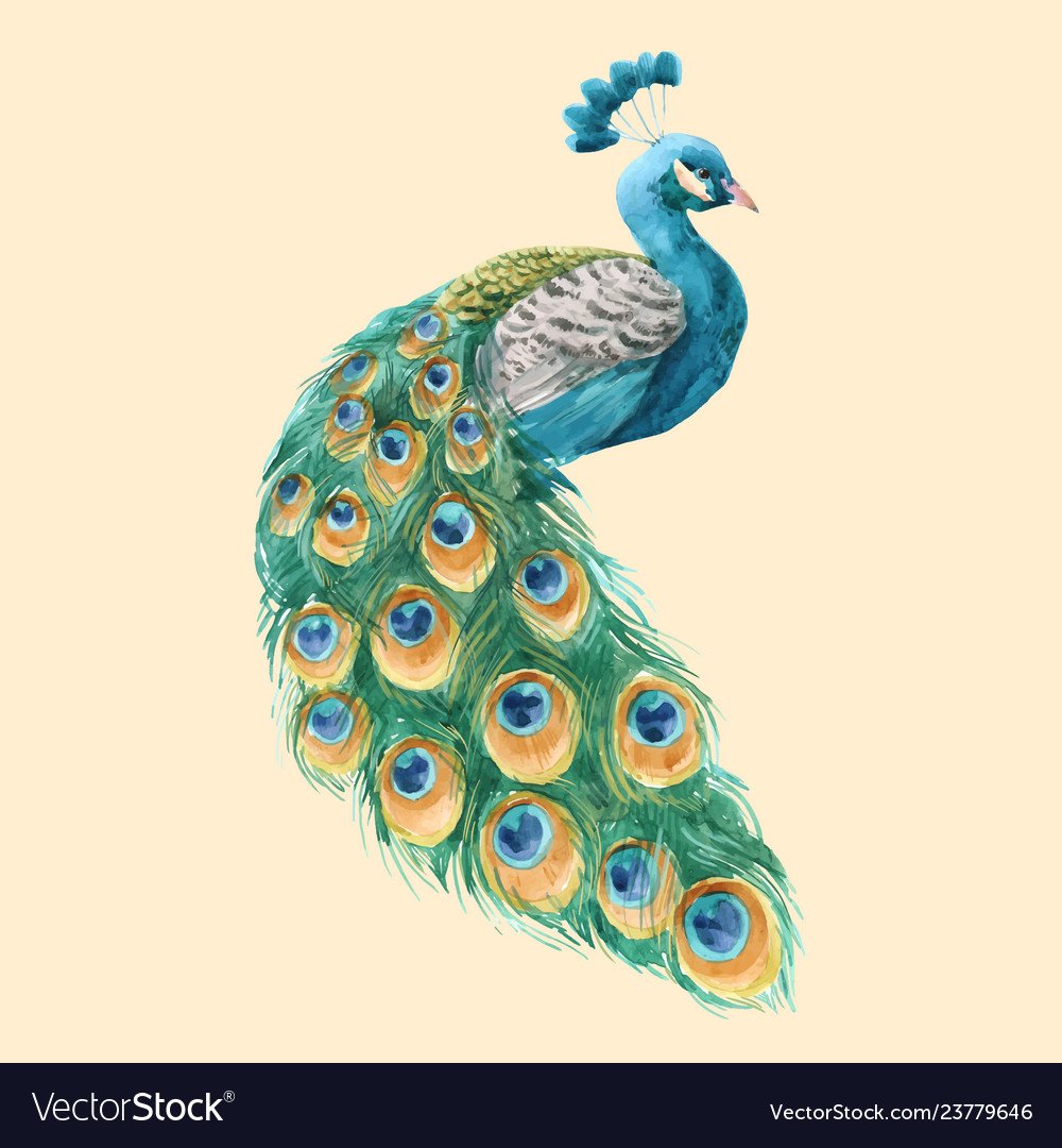 Павлин для детей