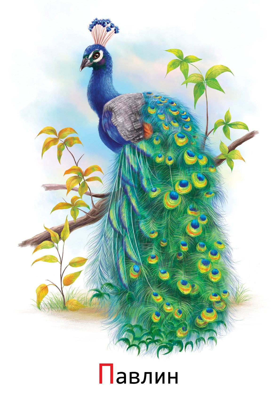 Павлин клипарт на прозрачном фоне