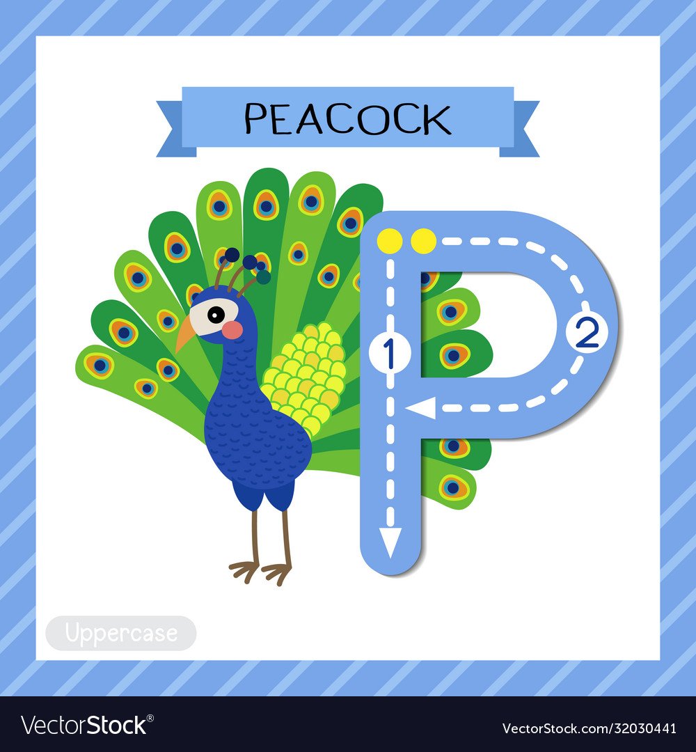 Павлин картинка для детей