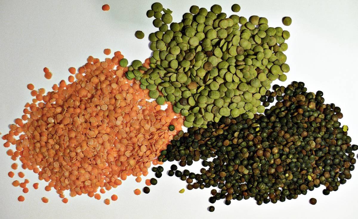 Красная чечевица пророщенная