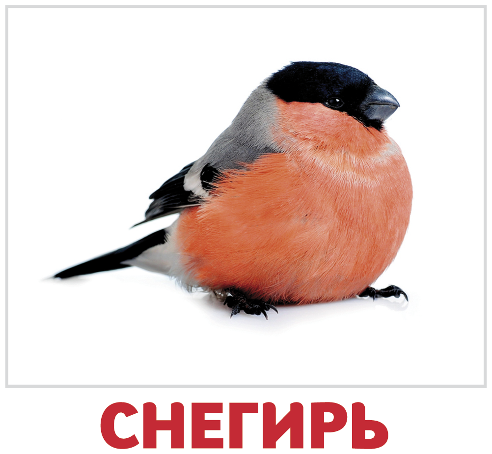 Снегирь мультяшный