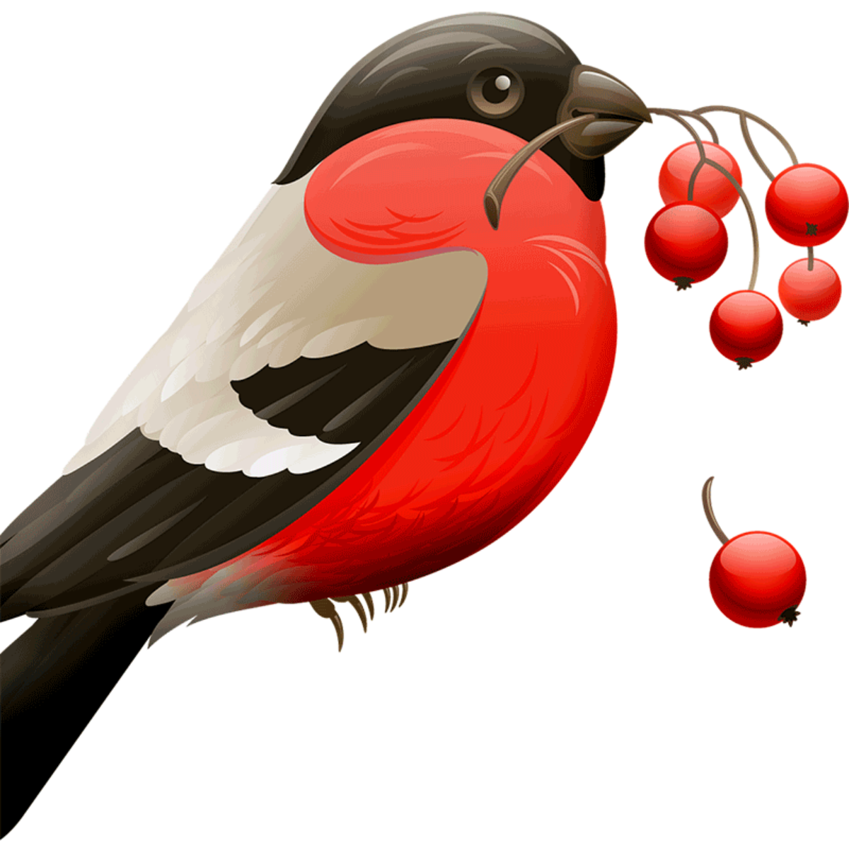 Зимующие птицы Снегирь