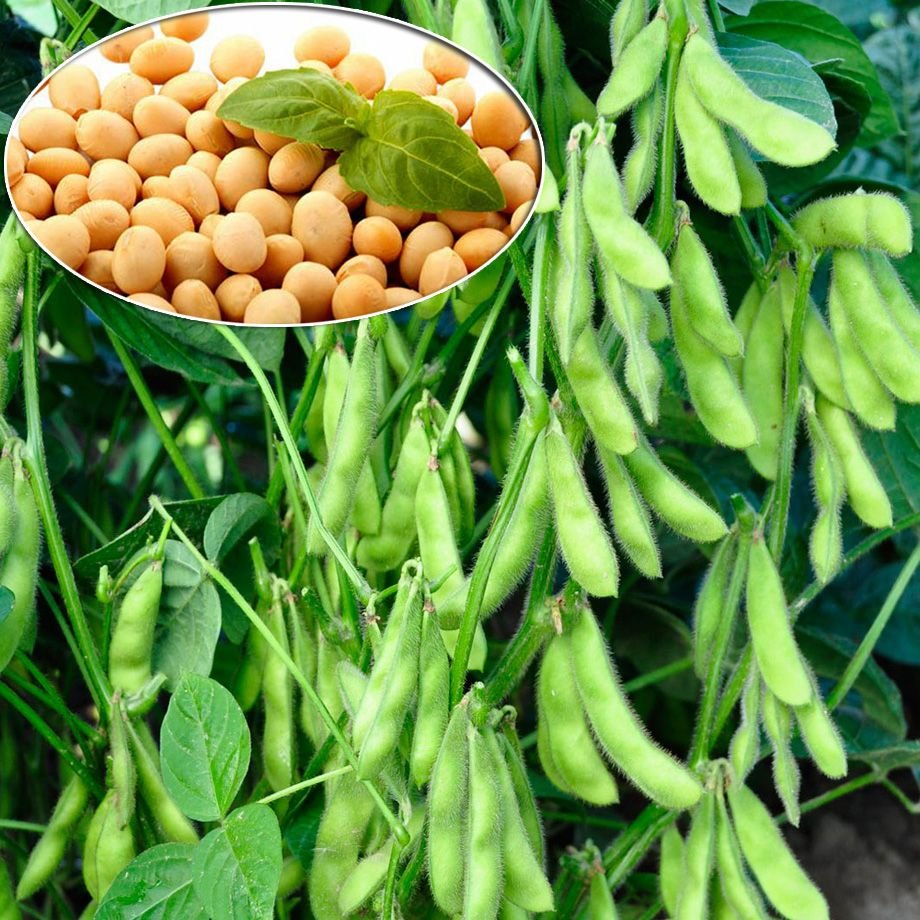 Проращивание чечевицы