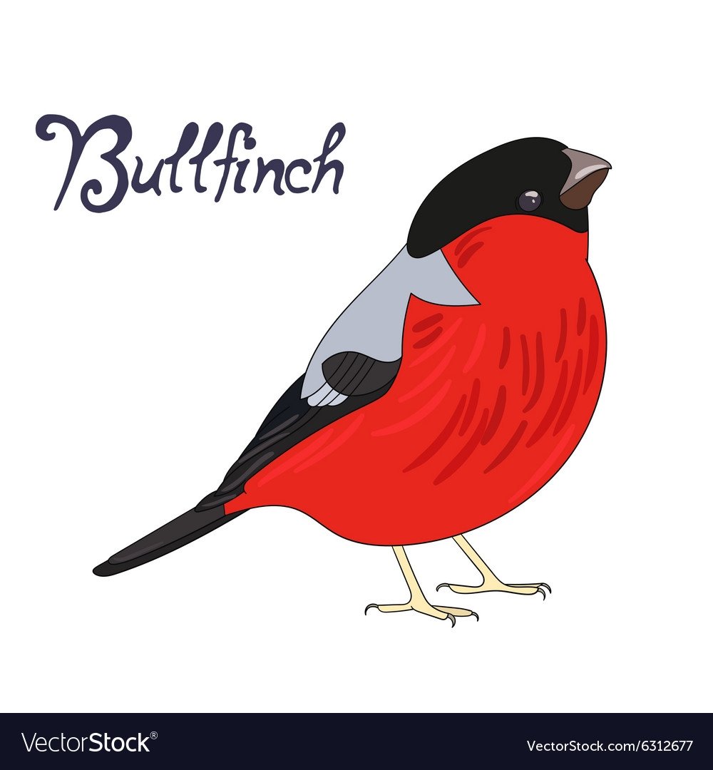 Снегири зимой на белом фоне