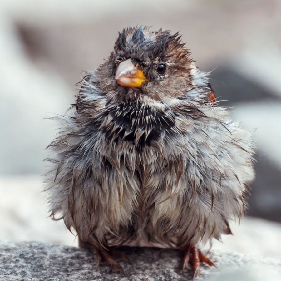 Воробей скетч