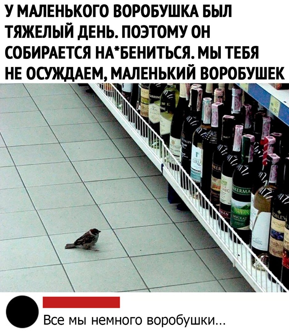 Воробушки социофобушки