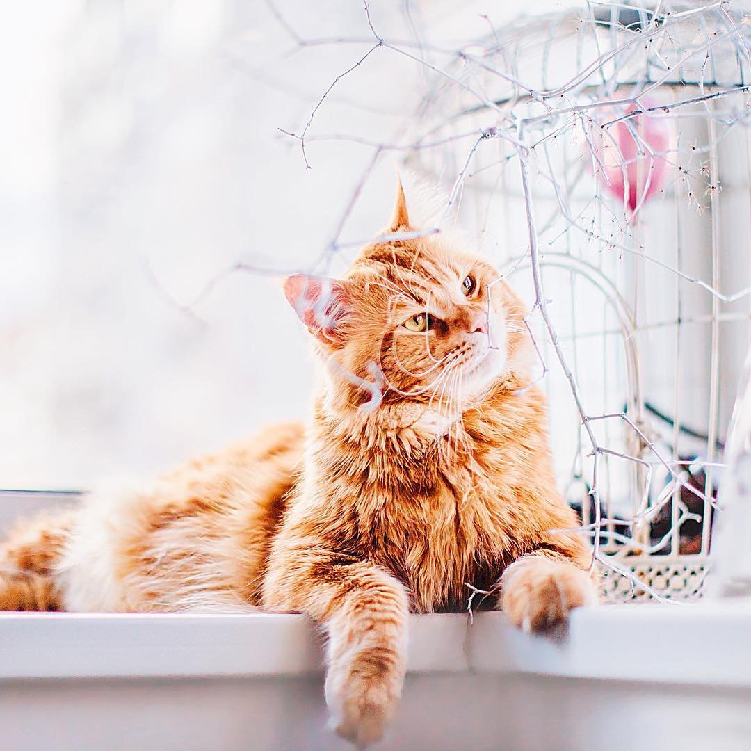 Кот котлета Кристина Макеева