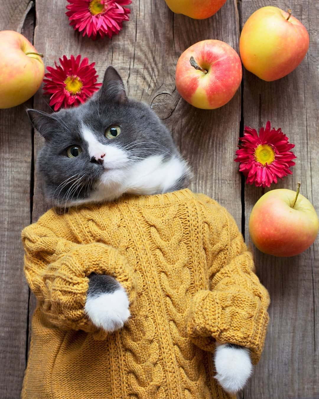 Кот в свитере