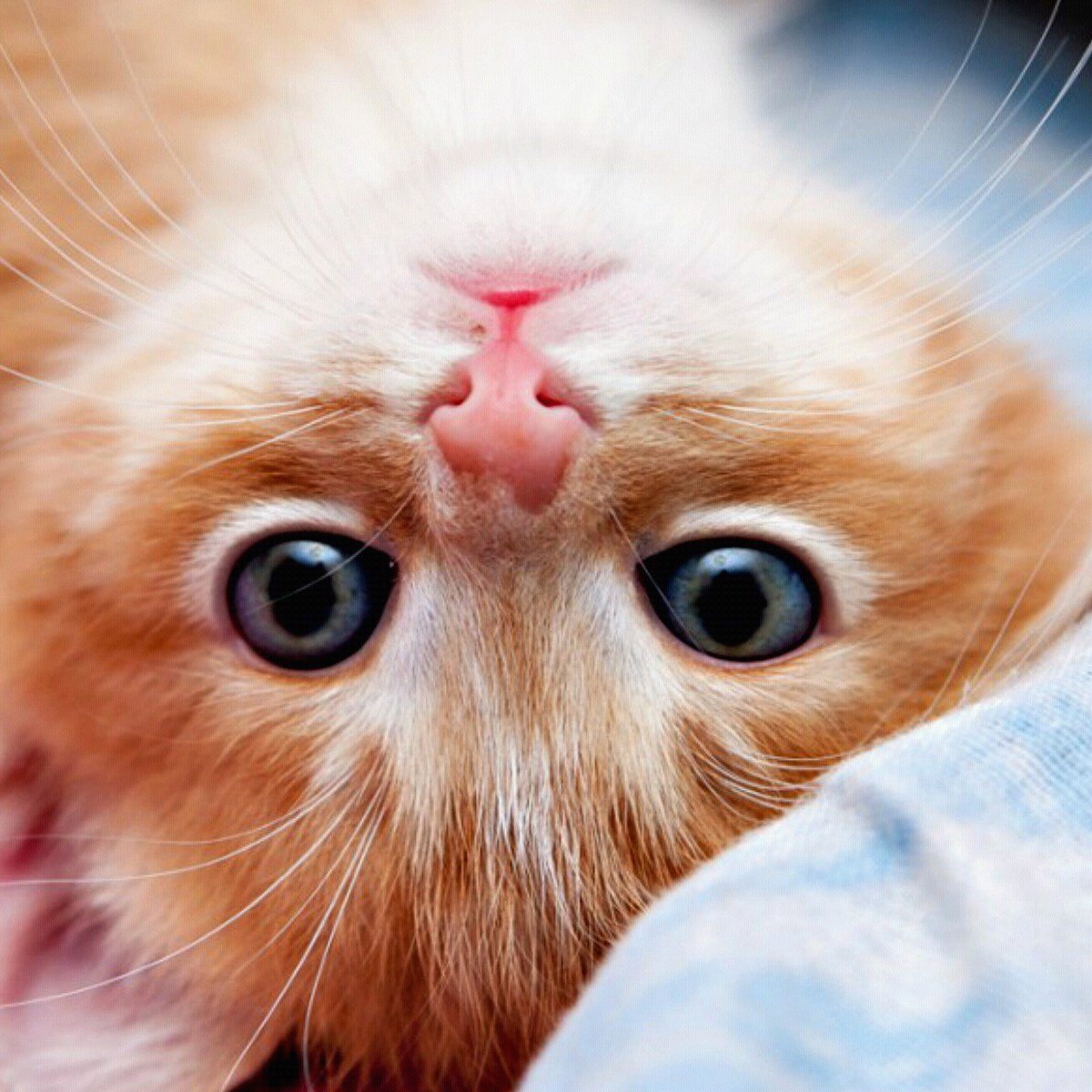 Доброе утро котенок