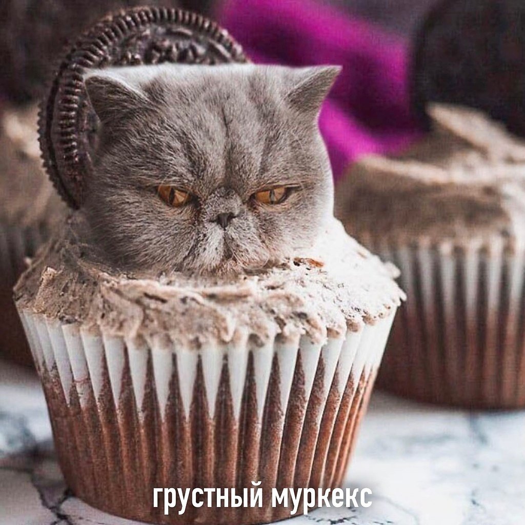 Кексы котики