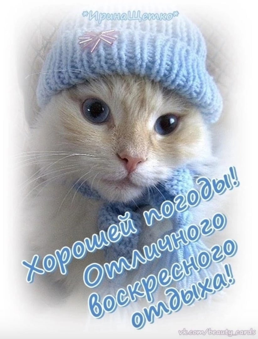 Хорошего воскресного дня прикольные