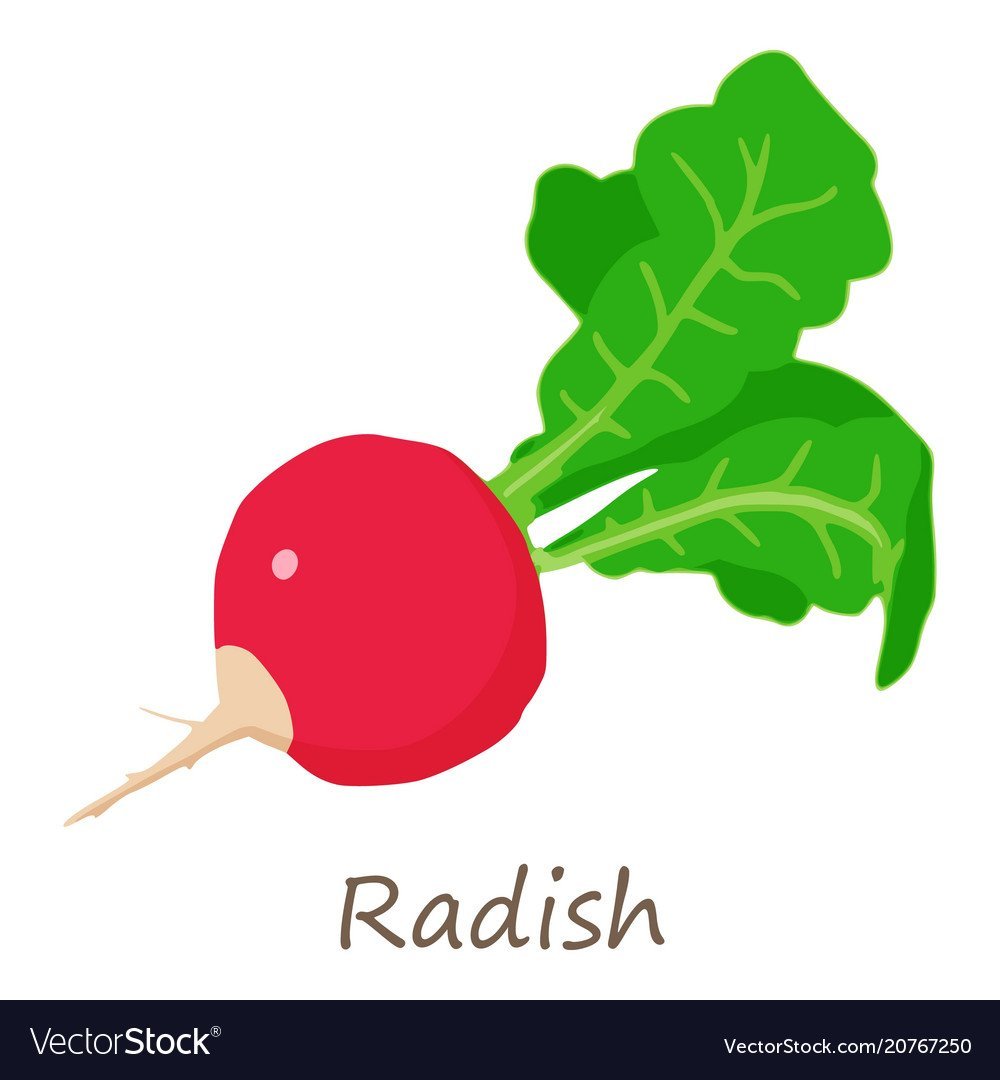 Дошкольникам о редисе