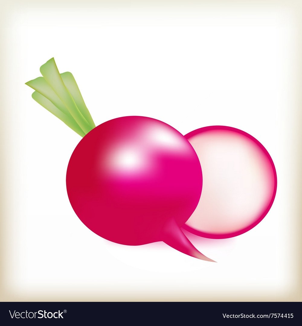 Редис нарисованная на белом фоне