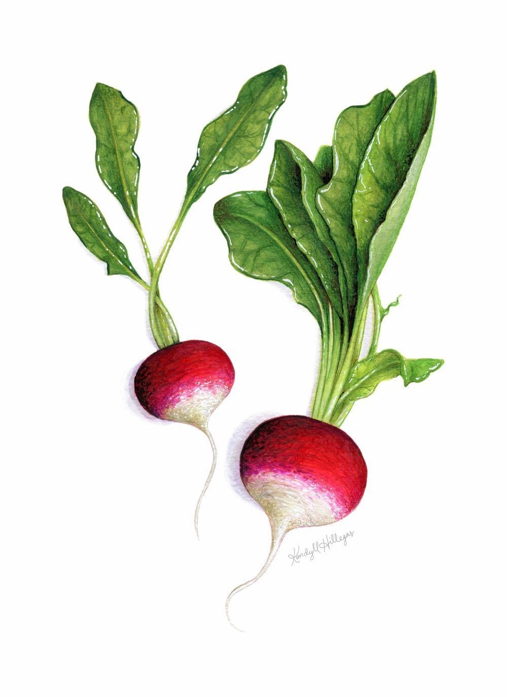 Редис картинка для детей