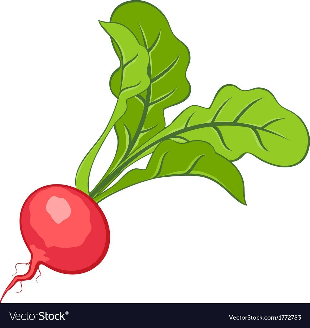 Редис без фона