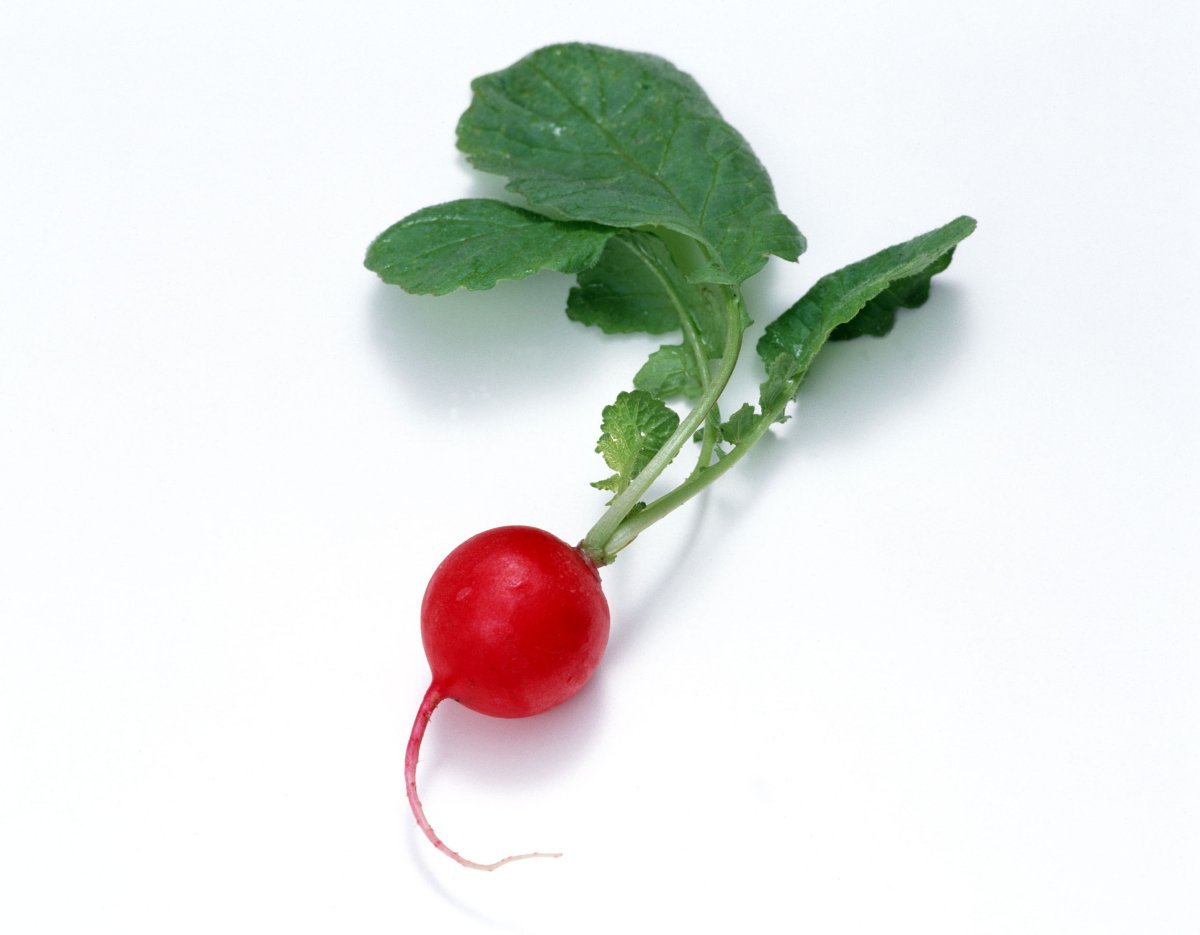 Редис на белом фоне