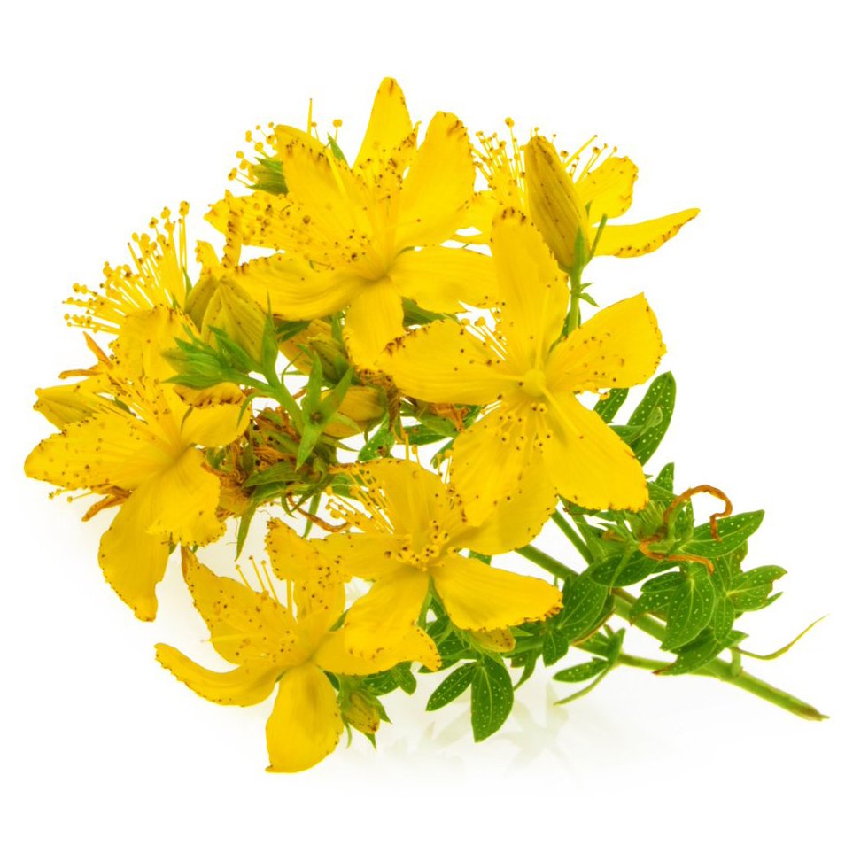 Hypericum perforatum трава