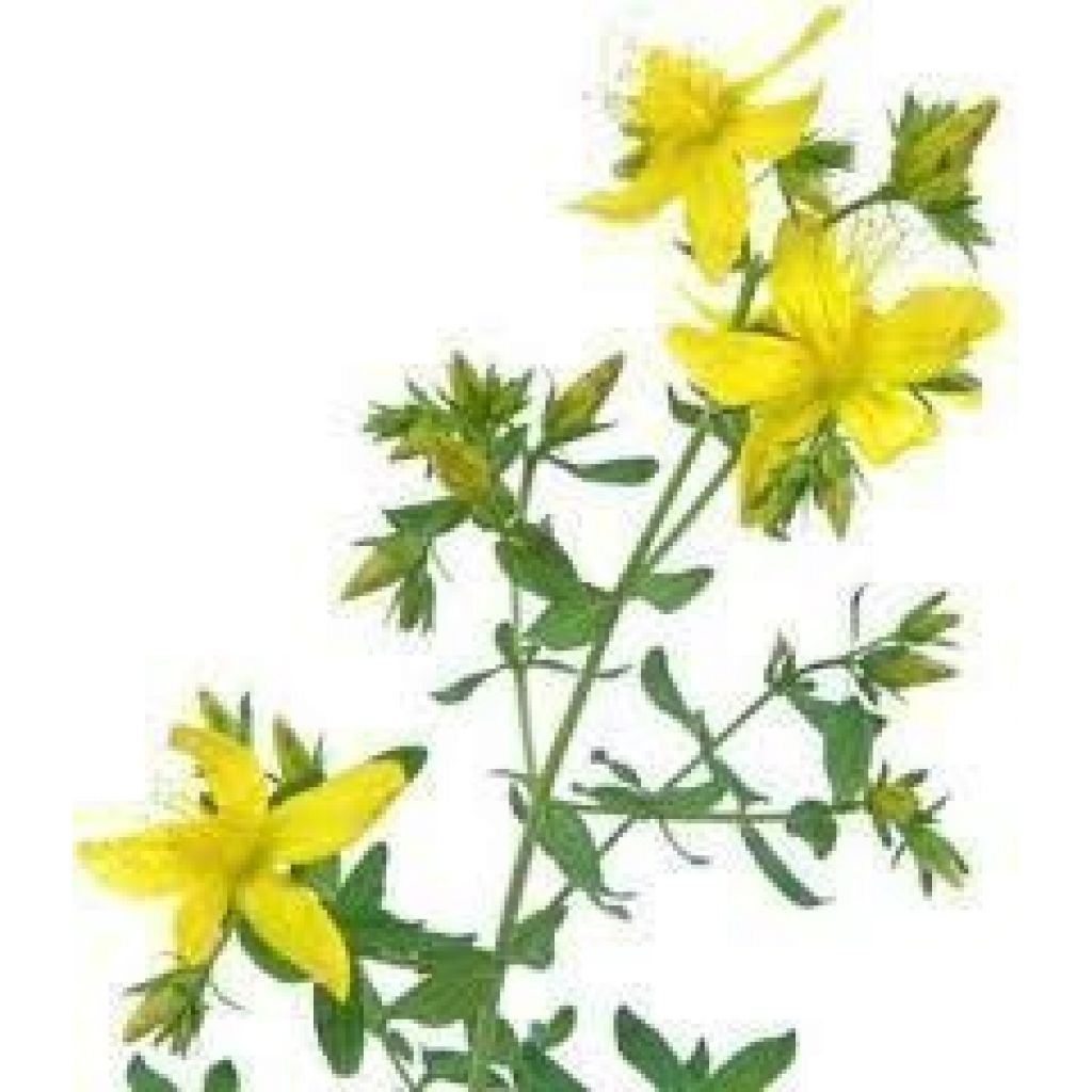 Зверобой трава