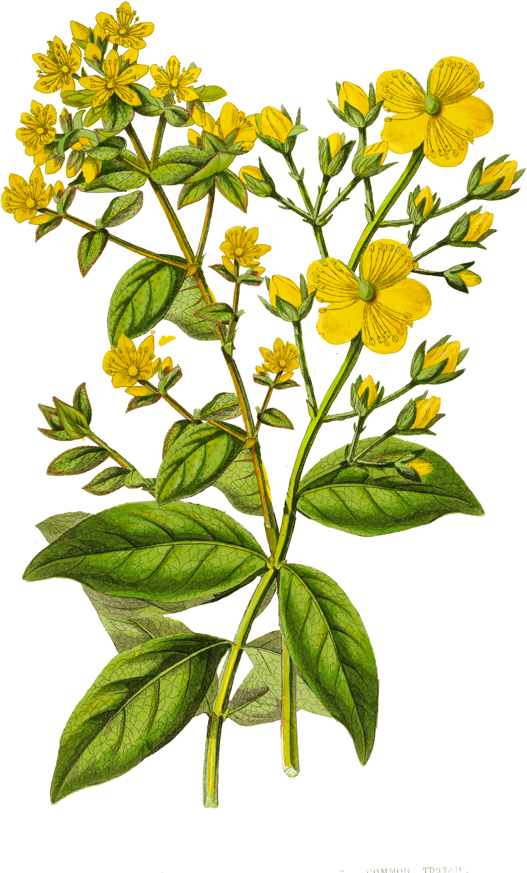 Зверобой герои на белом фоне