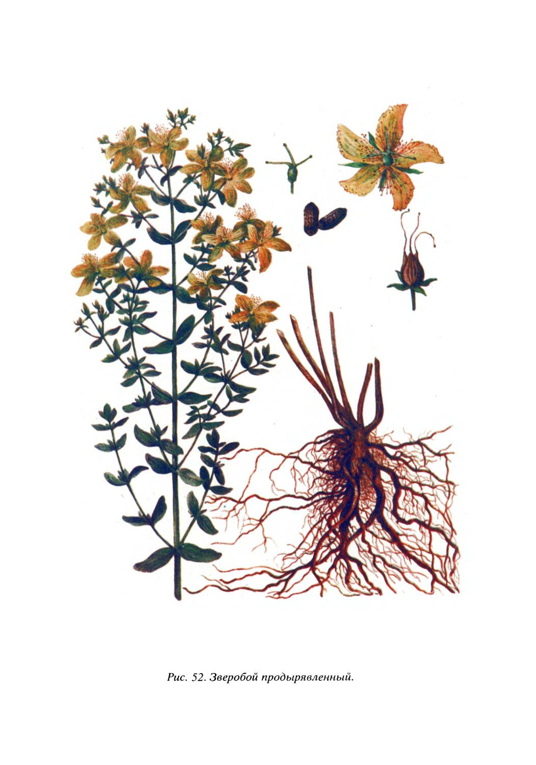 Зверобой душицелистный