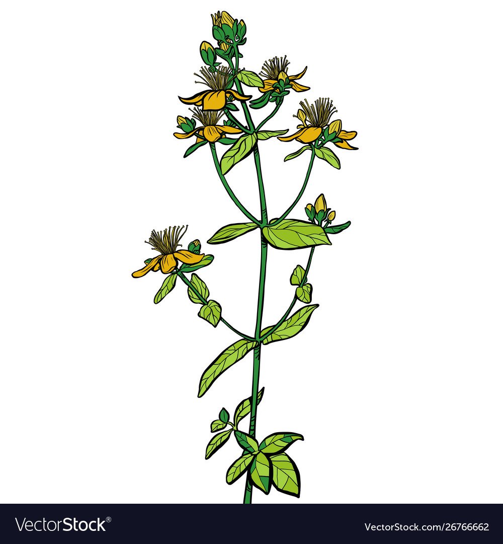 Череда на белом фоне