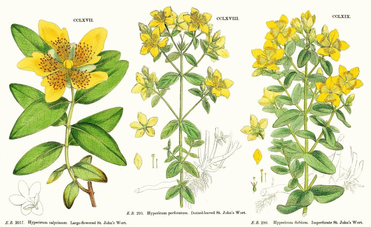 Зверобой Графика