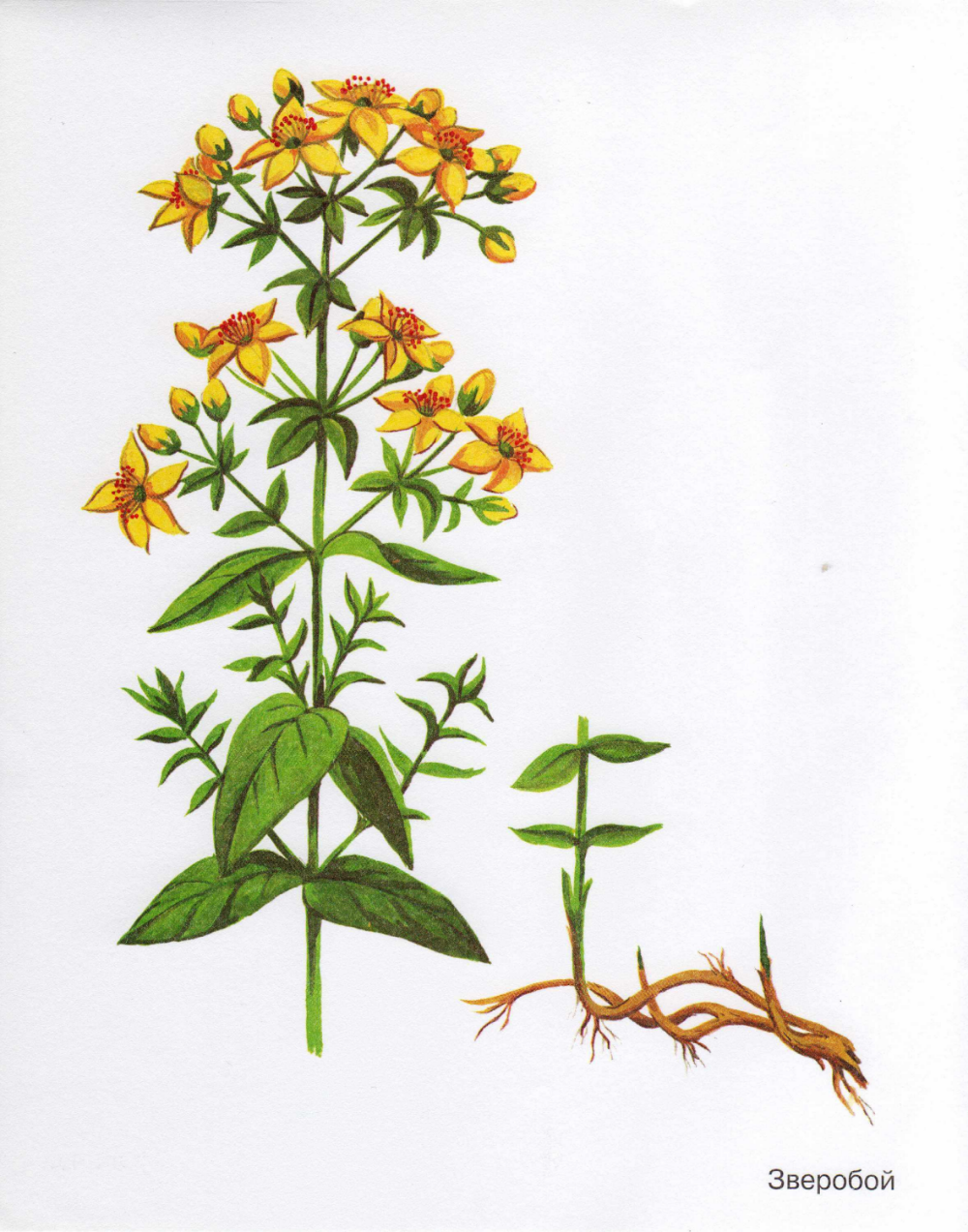 Зверобой продырявленный акварель