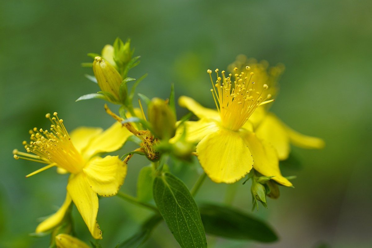 Зверобой пятнистый Фармакогнозия