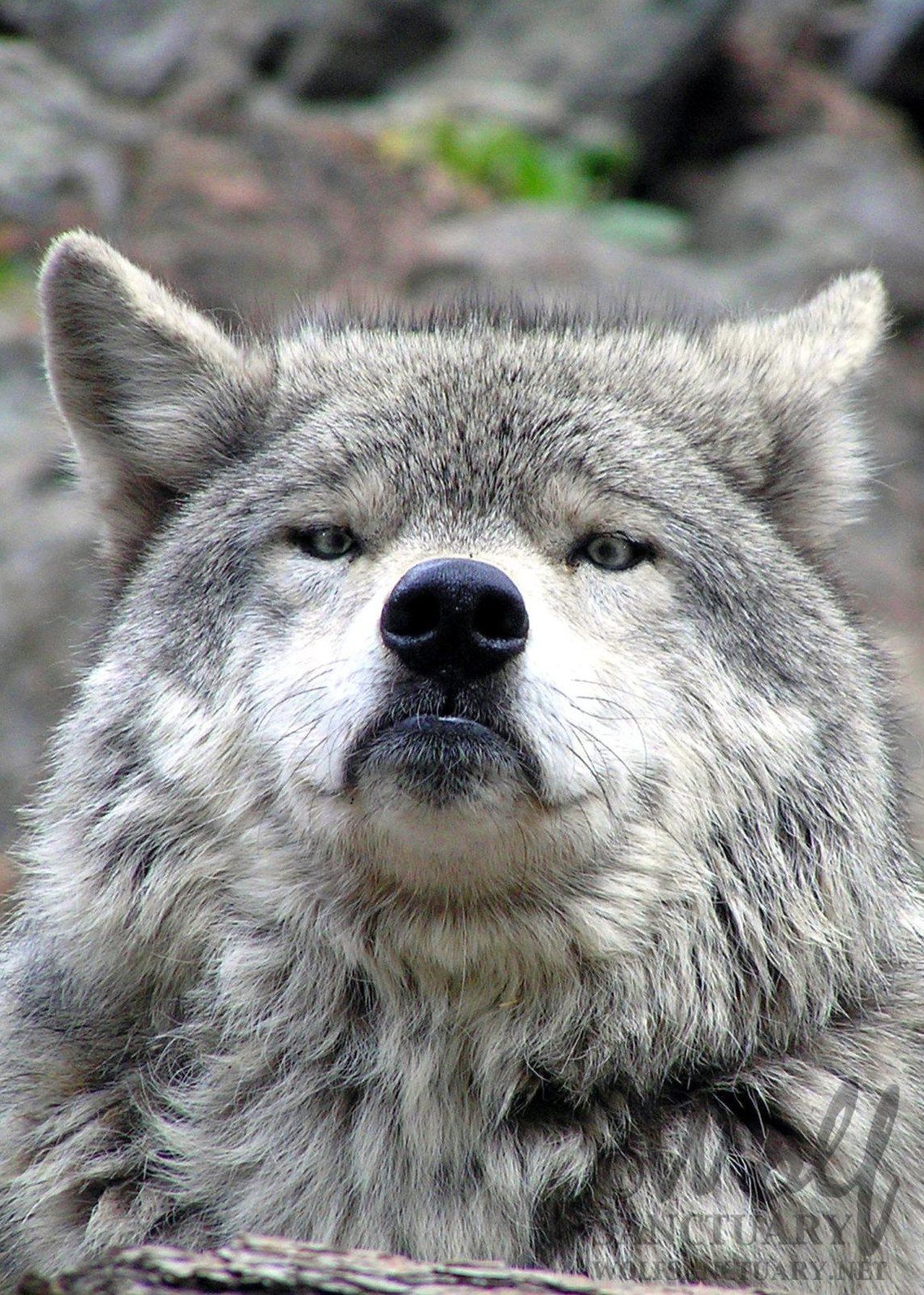 Гордый волк Мем