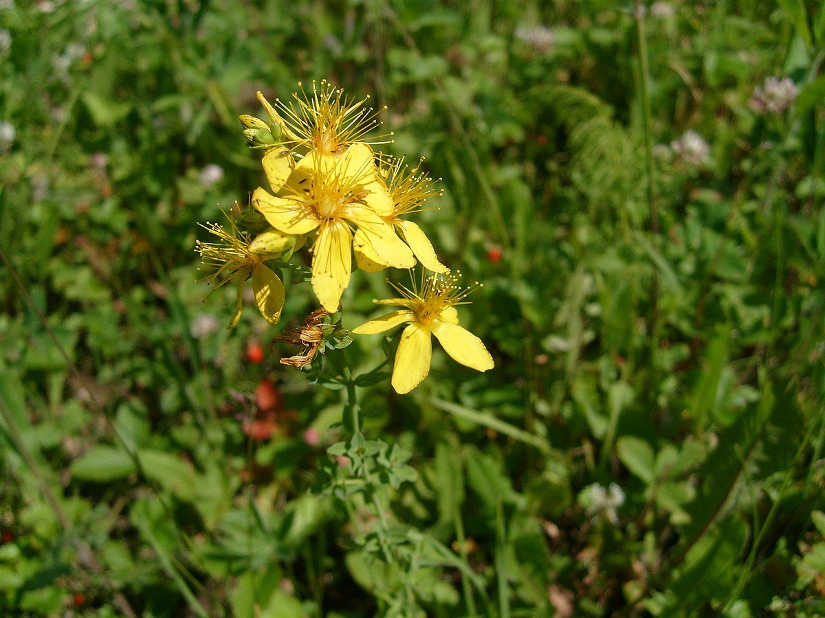 Зверобой продырявленный Ботанический рисунок