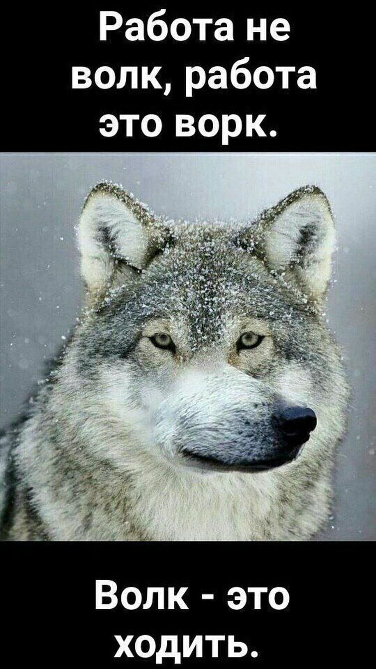Цитаты волка смешные