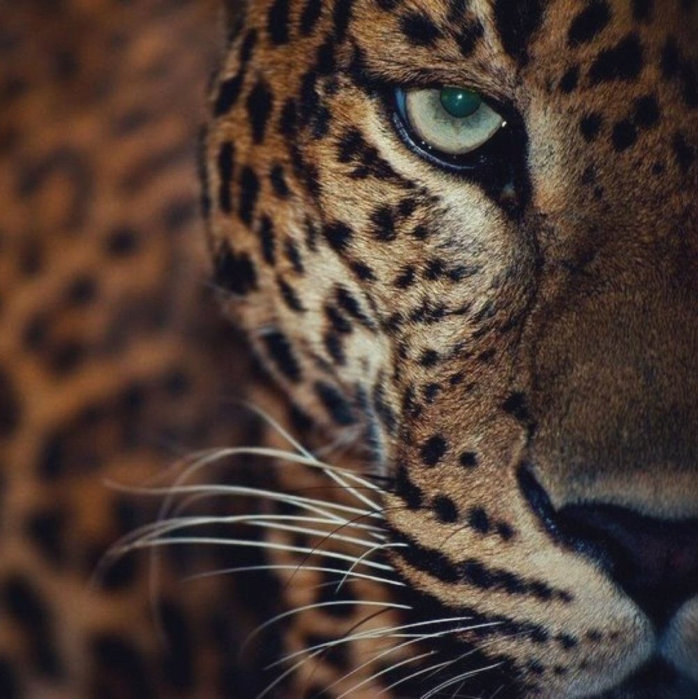 Леопард с зелеными глазами