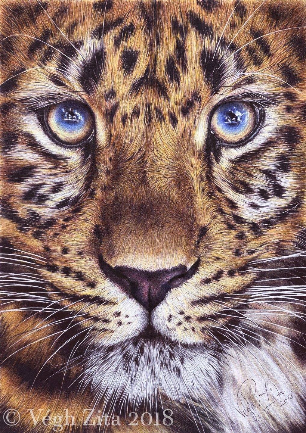 Берберийский леопард