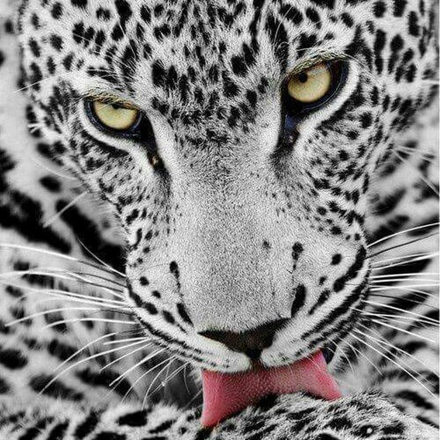 Леопард морда