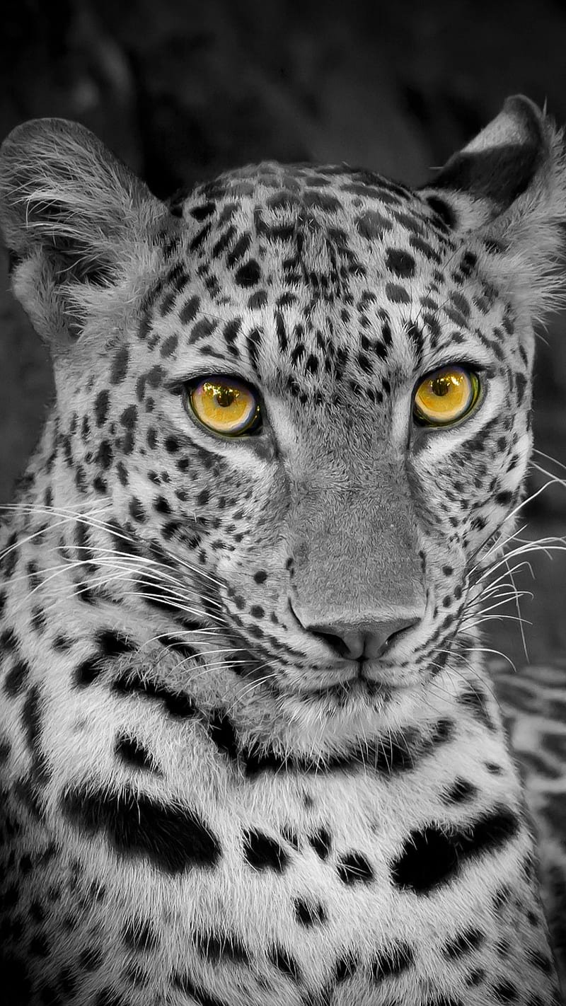 Зеленоглазый леопард