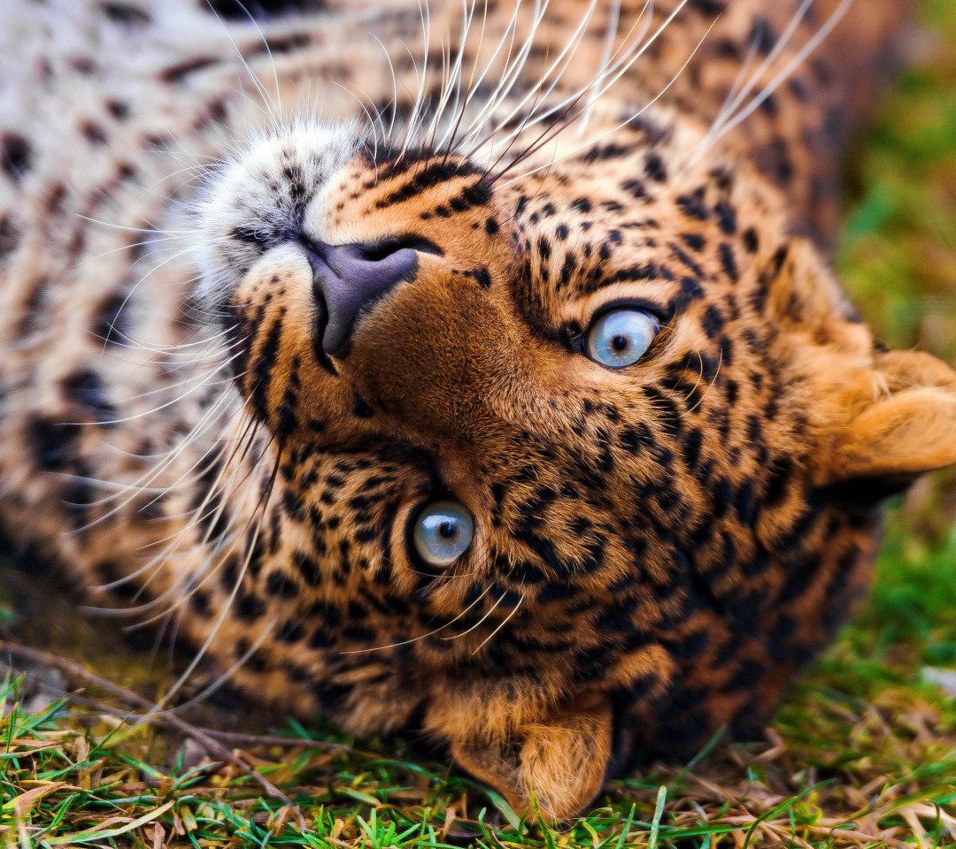 Неоновый леопард