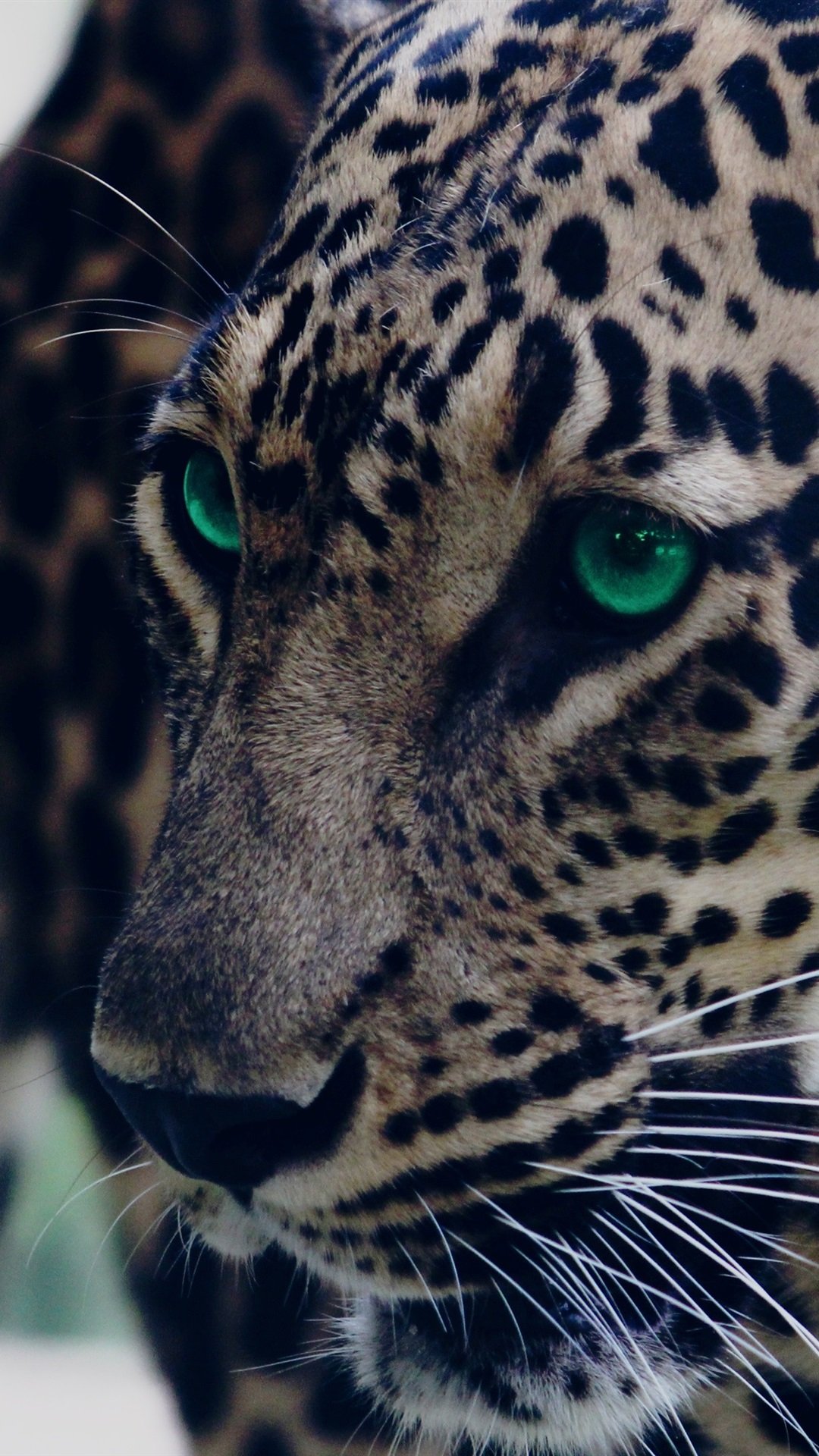 Леопард с зелеными глазами