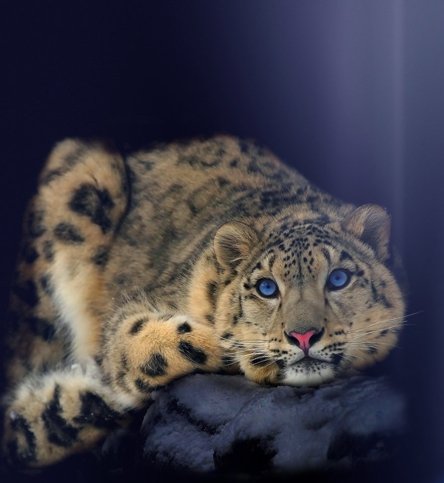 Взгляд леопарда