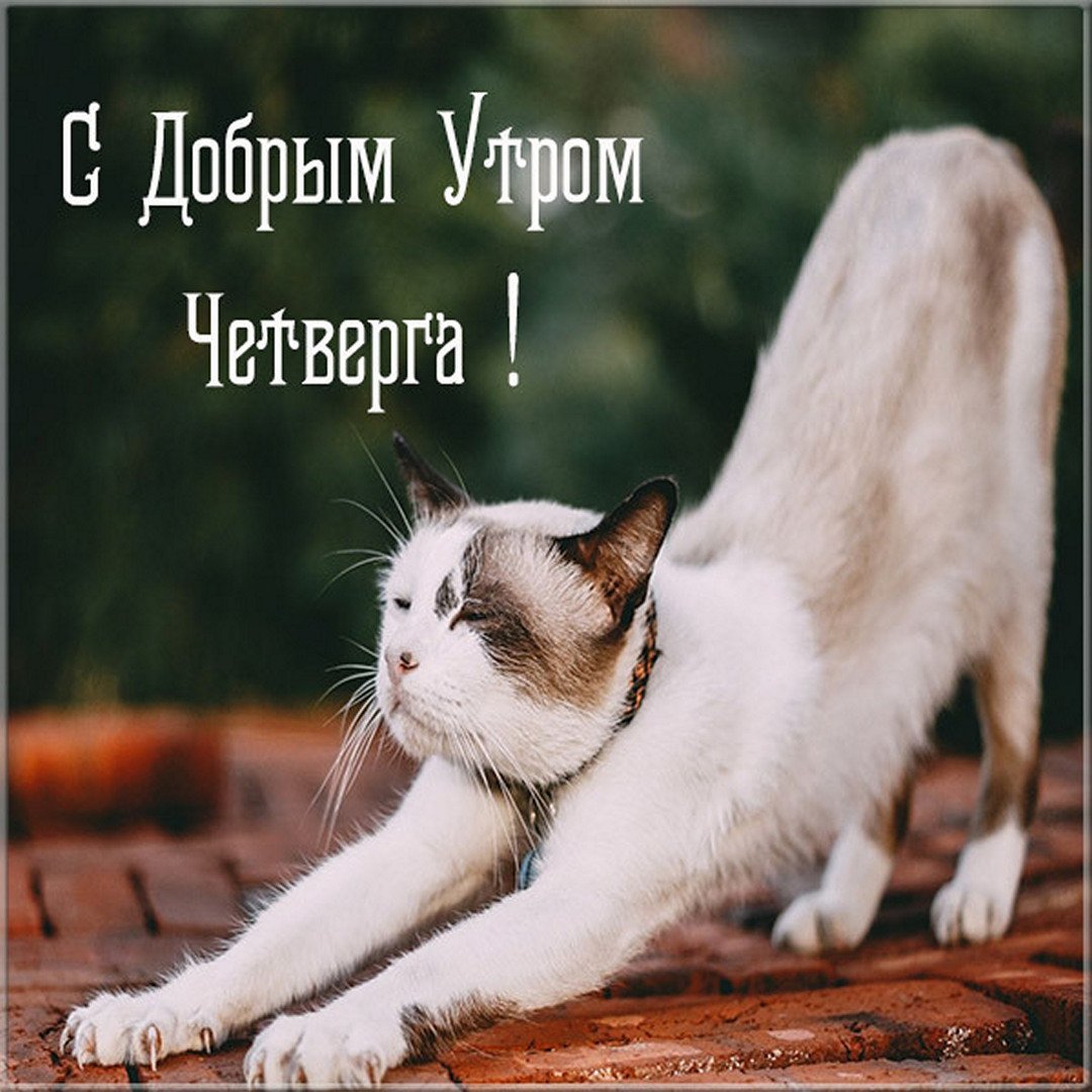 Смешные поздравления с добрым утром