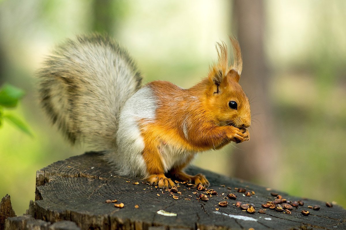 Белочка картинка