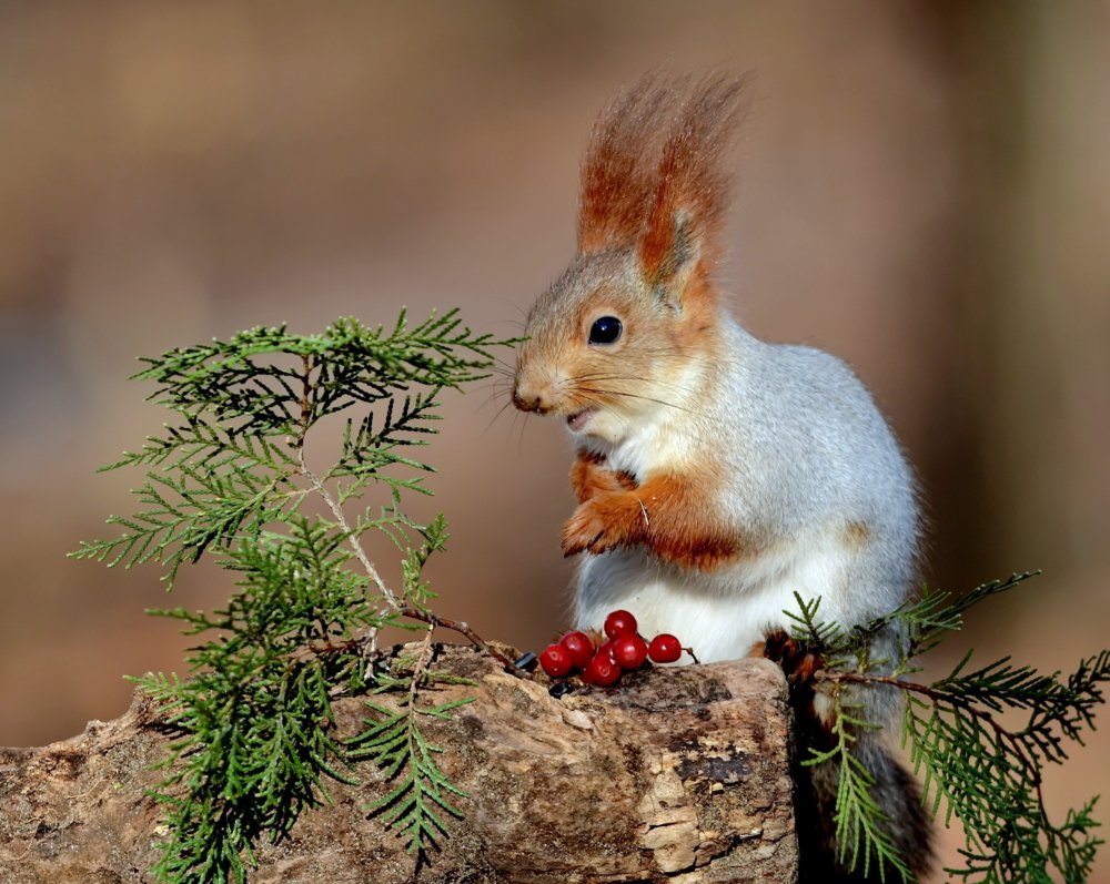 Красивые белки