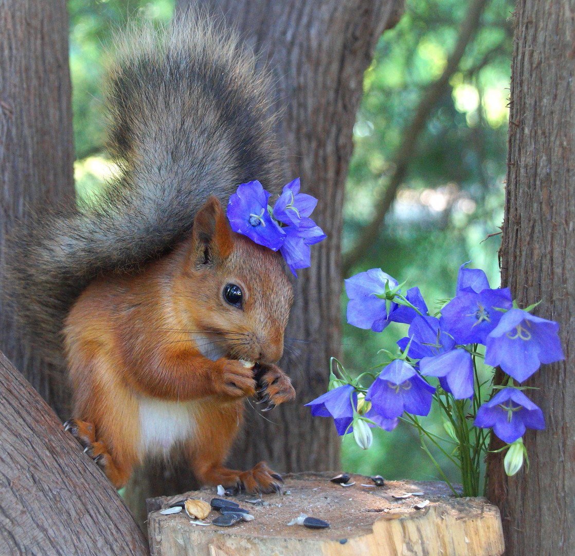 Красивая Белочка