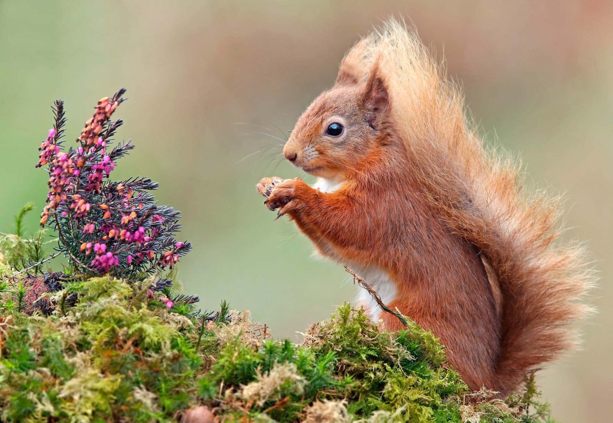 Белочка весной