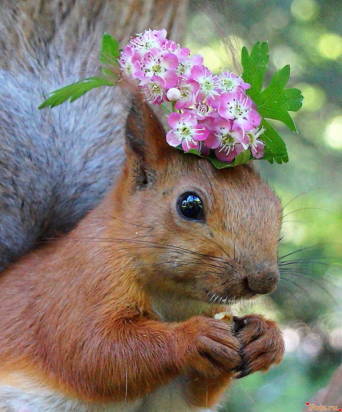 Красивая белка