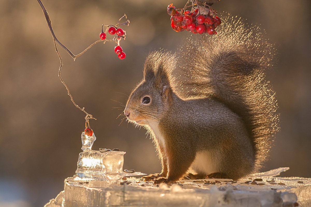 Гирт Вегген белки